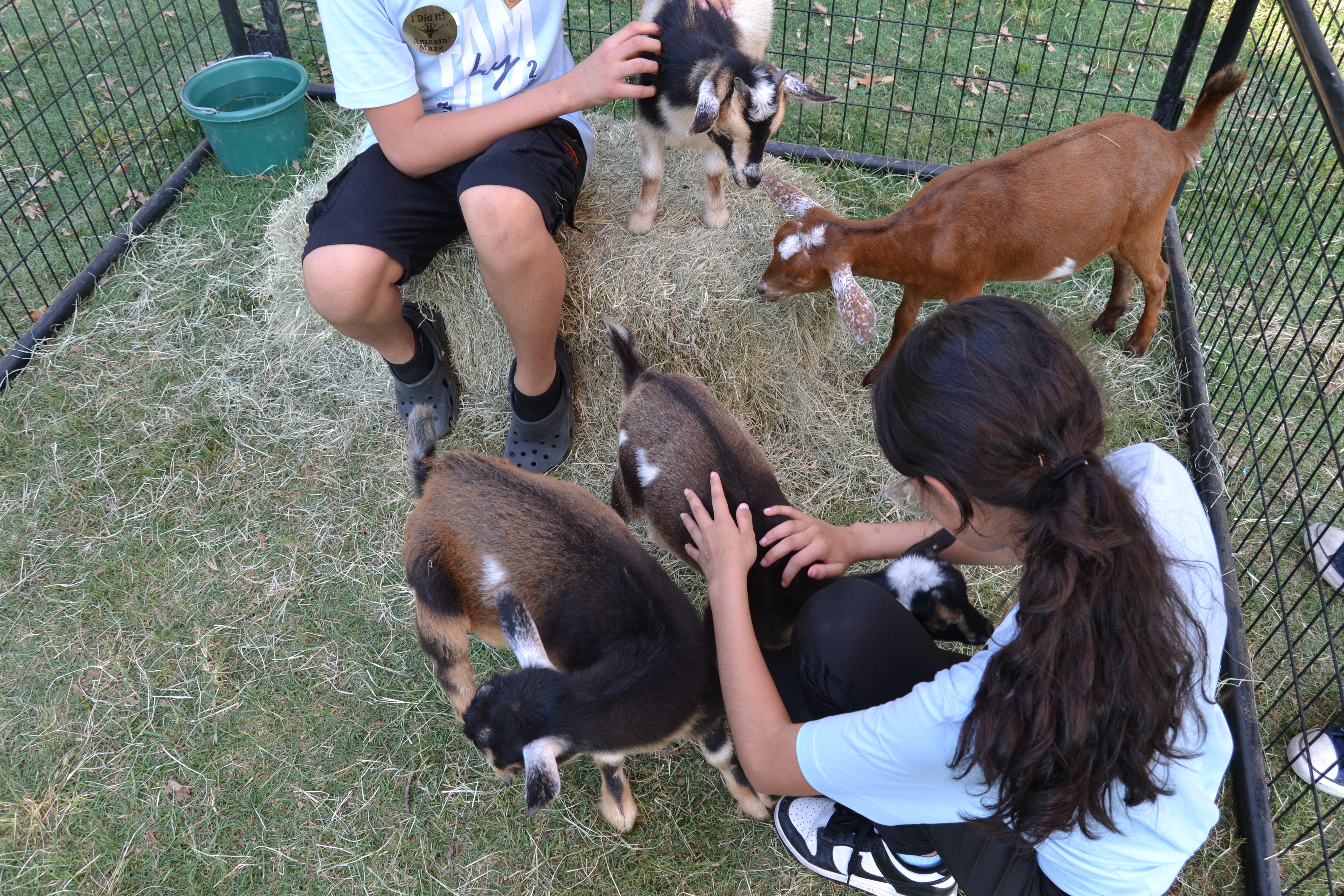 Campers in Circle R Ranch camp shirts petting baby goats in the animal pen